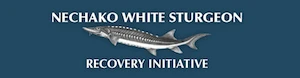 Nechako White Sturgeon Recovery Project Final Report 2024-2025