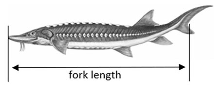 Nechako White Sturgeon - fork length example